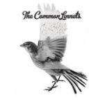 common linnets the